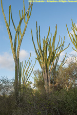 ocotillo